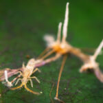 Entomobryomorpha. Créditos: Vicente Valdés