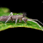 Entomobryomorpha - Vicente Valdés Guzmán