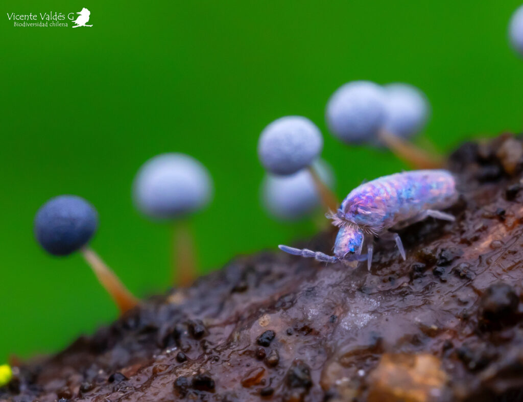 Entomobryomorpha. Créditos: Vicente Valdés Guzmán.