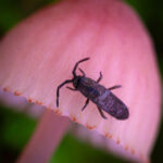 Entomobryomorpha. Créditos: Vicente Valdés Guzmán.