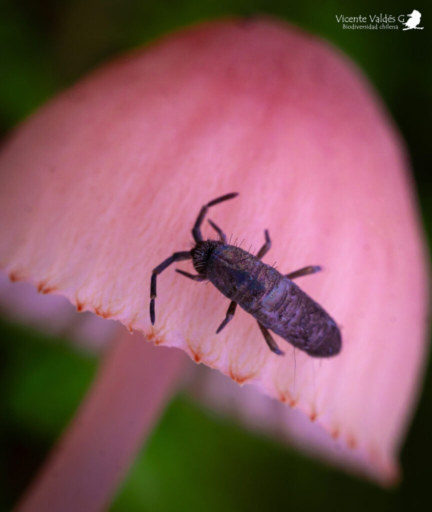 Entomobryomorpha. Créditos: Vicente Valdés Guzmán.