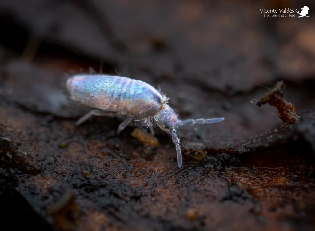 Entomobryomorpha2 - Créditos: Vicente Valdés Guzmán