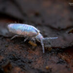 Entomobryomorpha2 - Créditos: Vicente Valdés Guzmán