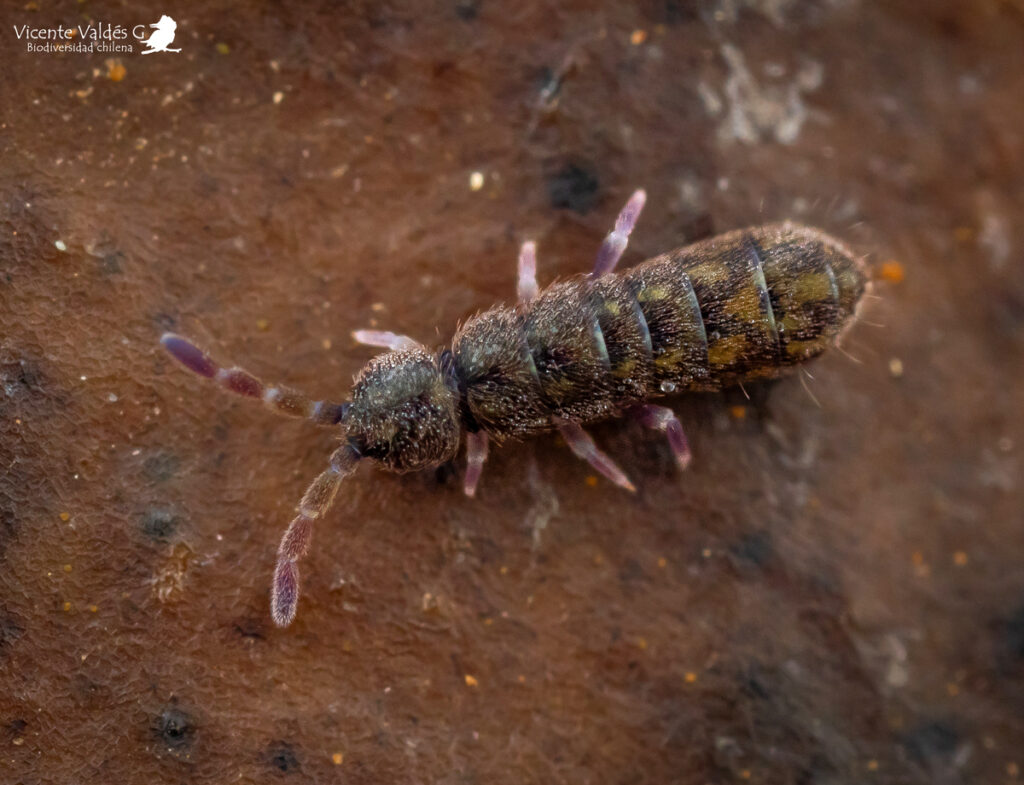 Entomobryomorpha. Créditos: Vicente Valdés Guzmán.