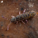 Entomobryomorpha. Créditos: Vicente Valdés Guzmán.