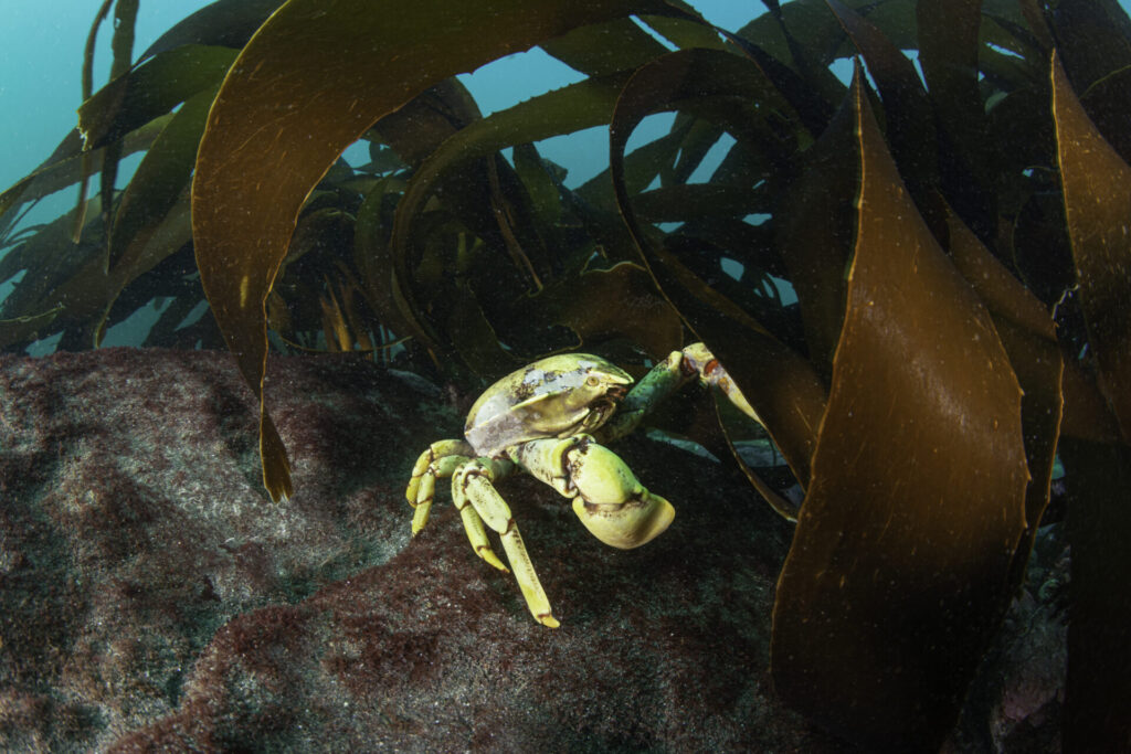 Cangrejo bajo el mar, fotografiado durante expedición. Foto: Eduardo Sorense 