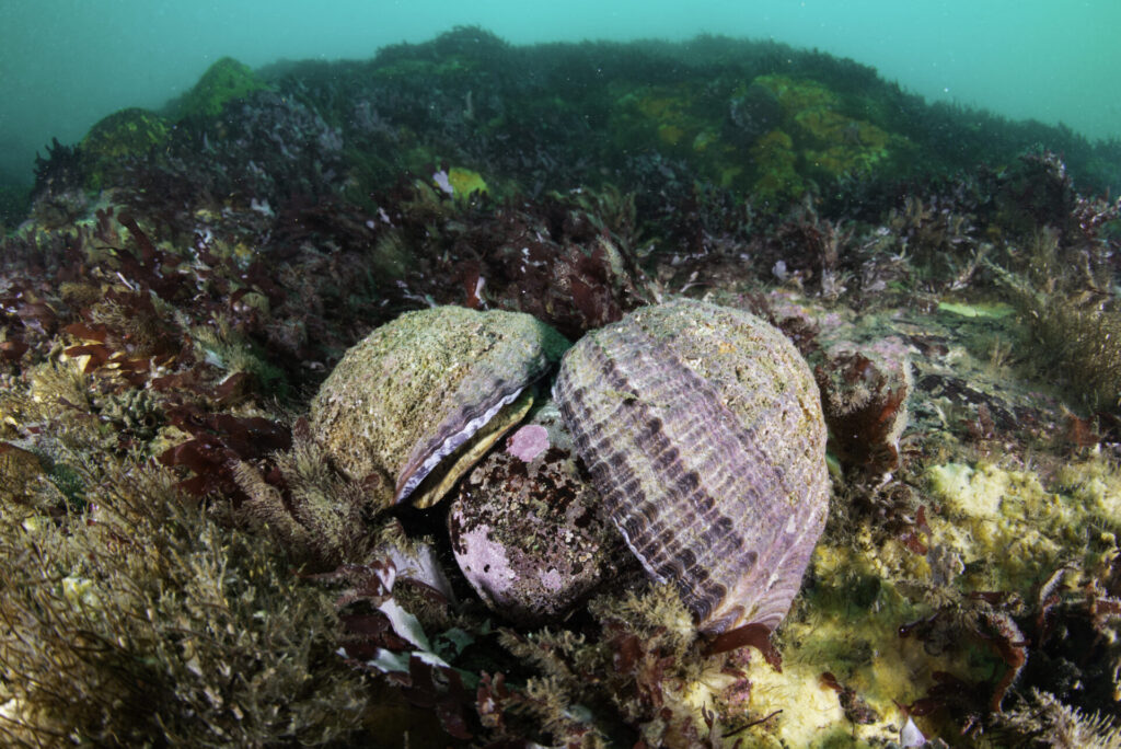 Moluscos del género Chonchalepas, encontrados durante la expedición. Foto: Eduardo Sorensen
