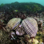Moluscos del género Chonchalepas, encontrados durante la expedición. Foto: Eduardo Sorensen