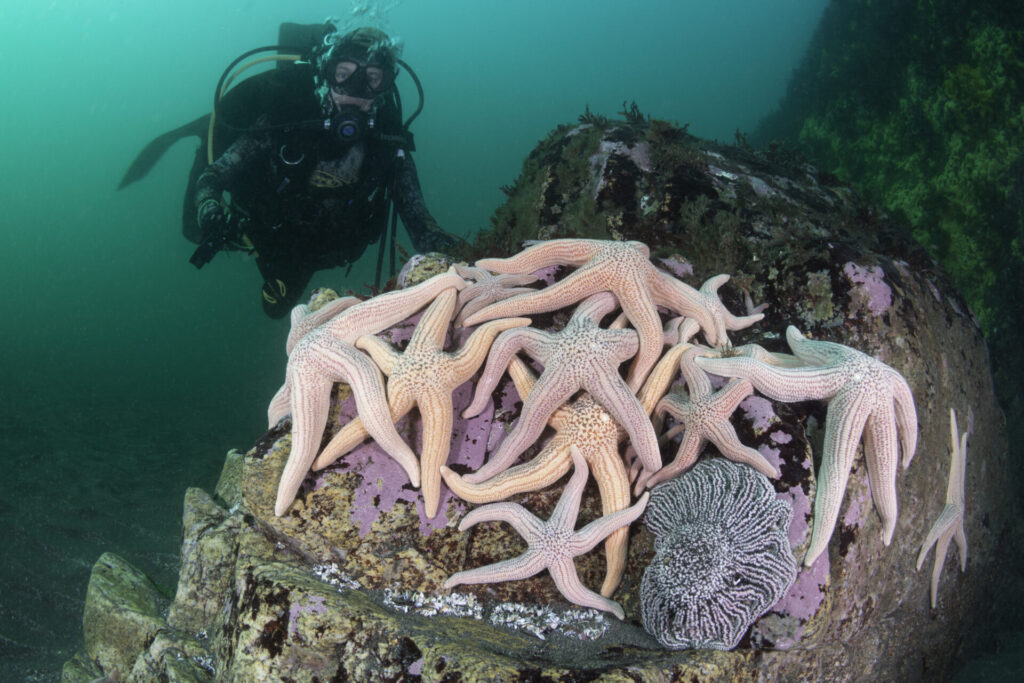 Estrellas de mar encontradas bajo el mar durante expedición. Foto: Eduardo Sorensen 