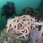 Estrellas de mar encontradas bajo el mar durante expedición. Foto: Eduardo Sorensen