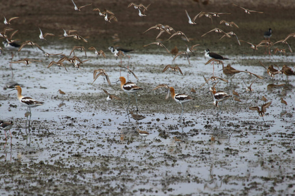 Especies migratorias como el Playerito occidental (Calidris mauri) utilizan el humedal como zona de alimentación y descanso, mientras que especies residentes como la Avoceta americana (Recurvirostra americana) lo usan para la reproducción. Foto: cortesía Víctor Ayala
