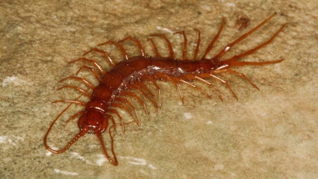 Eupolybothrus cavernicolus. Créditos: Stoev.