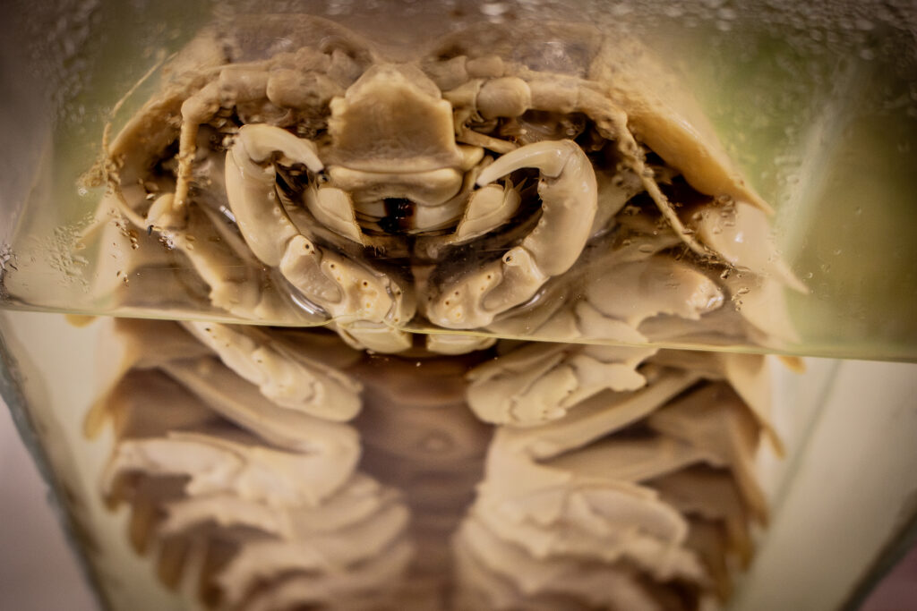 Especies marinas en la exposición científica Abyssalia. Créditos: Comunicaciones Facultad de Ciencias UACh