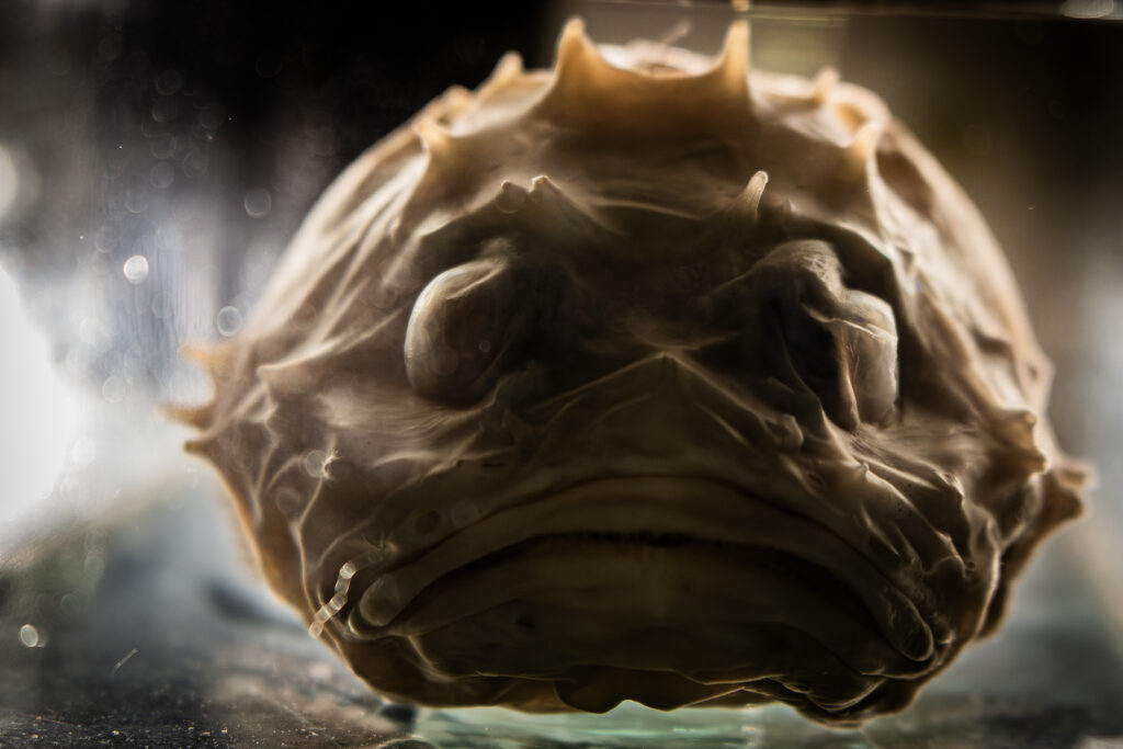 Especies marinas en la exposición científica Abyssalia. Créditos: Comunicaciones Facultad de Ciencias UACh