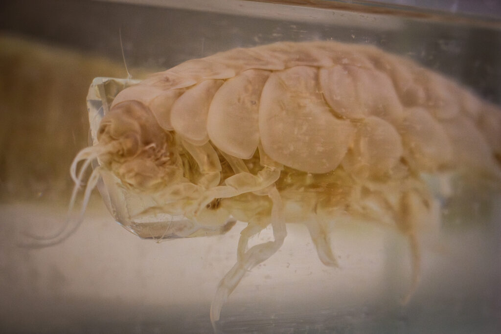 Especies marinas en la exposición científica Abyssalia. Créditos: Comunicaciones Facultad de Ciencias UACh