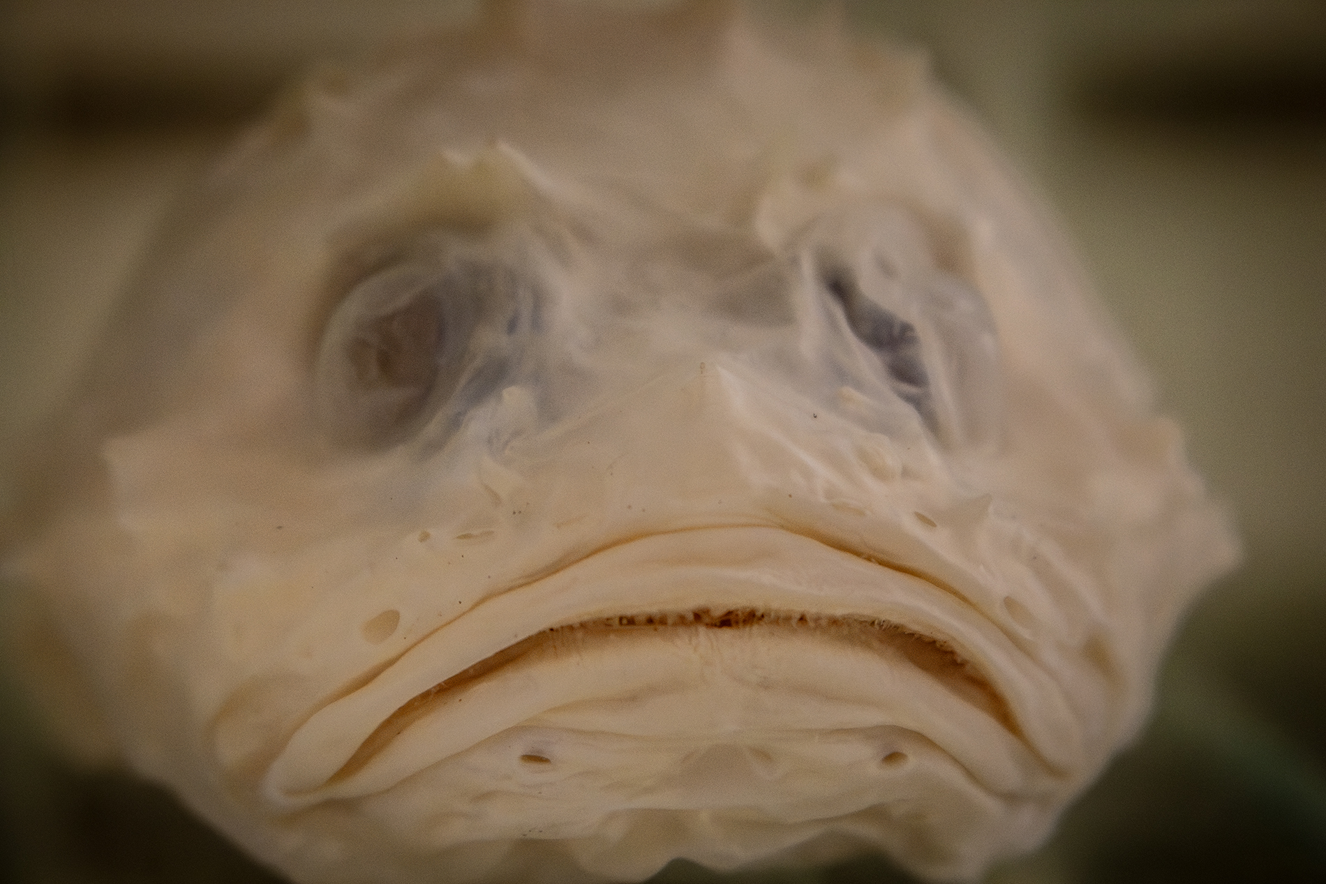 Exposición científica Abyssalia: especies del mar profundo