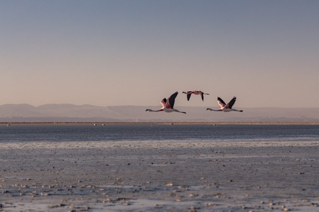 Flamencos en laguna Chaxa. Foto: Daniela Esperanza y Animahop