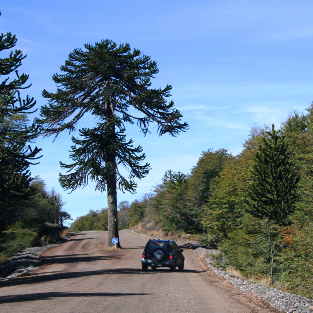 Araucaria araucana en medio de un camino. Créditos: flaviobruno