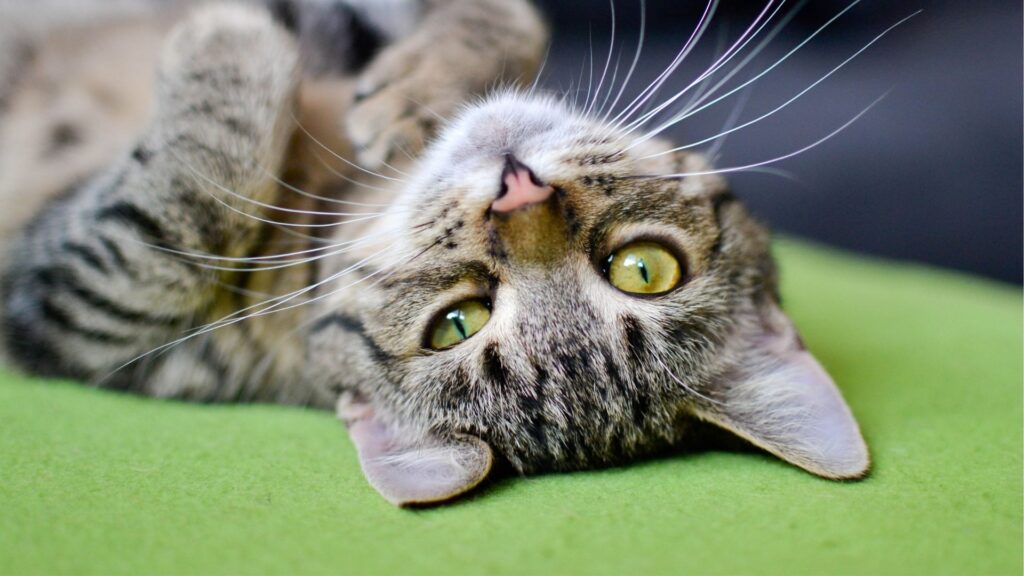 Gato jugando. Créditos: Daga_Roszkowska.