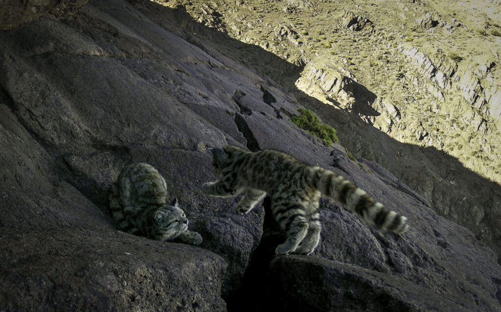 Gato andino y su cría en la cordillera del Melón. Créditos: Felinos Cerro Caqui.
