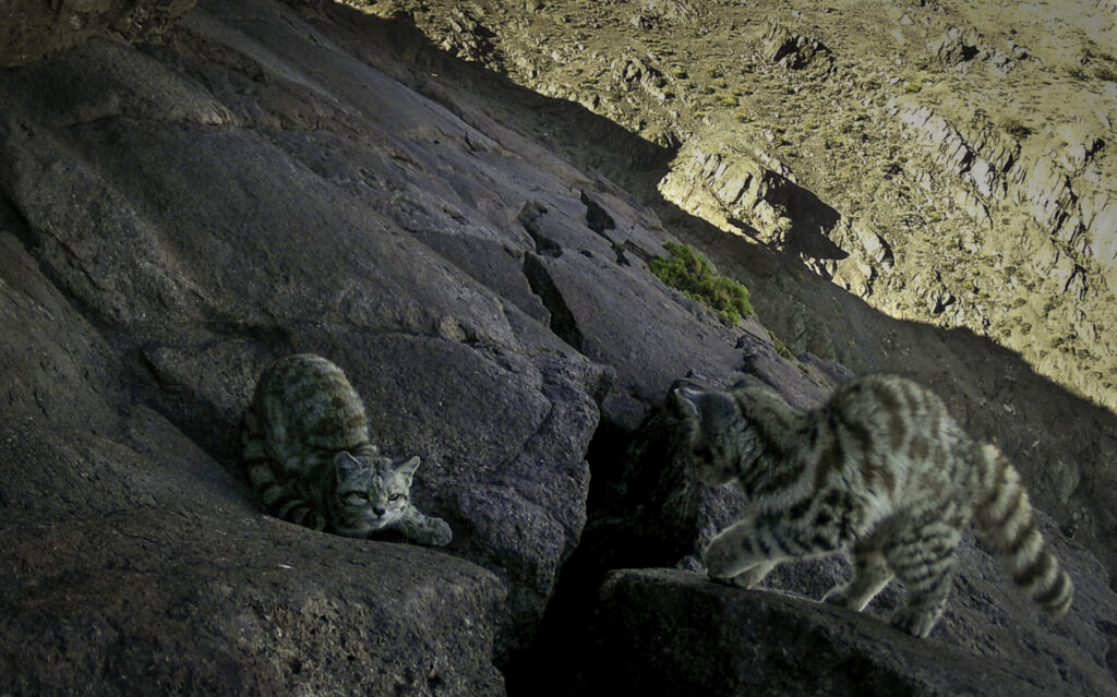 Gato andino y su cría en la cordillera del Melón. Créditos: Felinos Cerro Caqui.