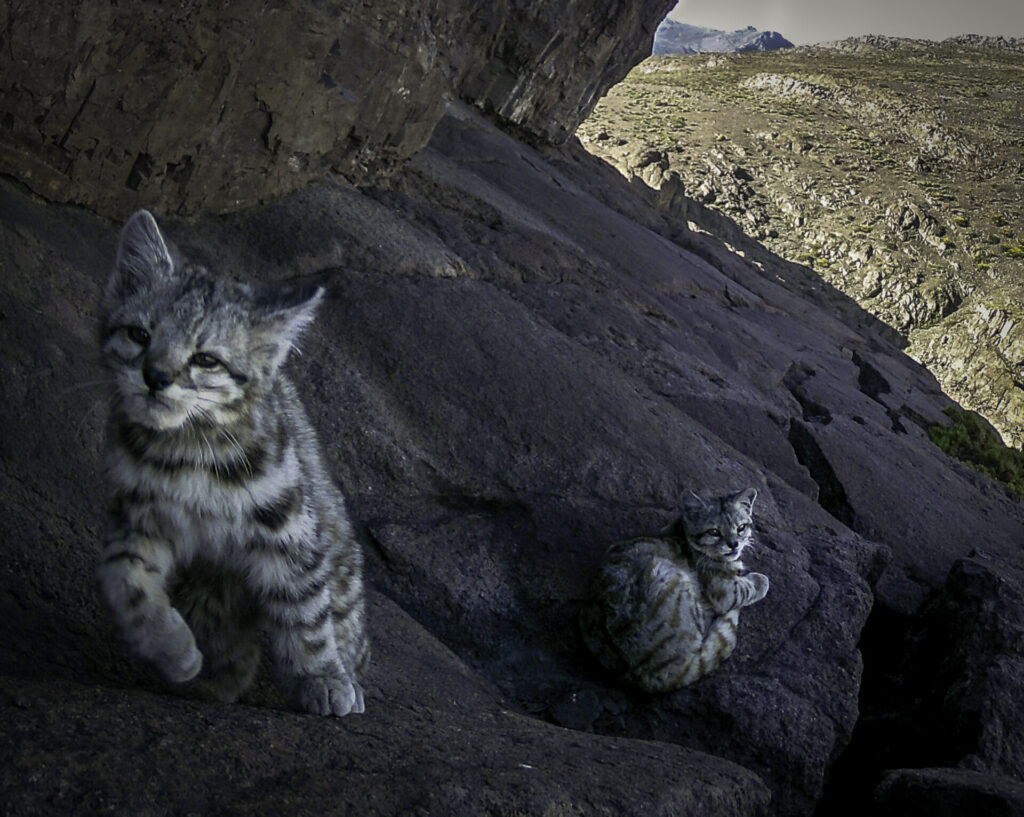 Gato andino y su cría en la cordillera del Melón. Créditos: Felinos Cerro Caqui.