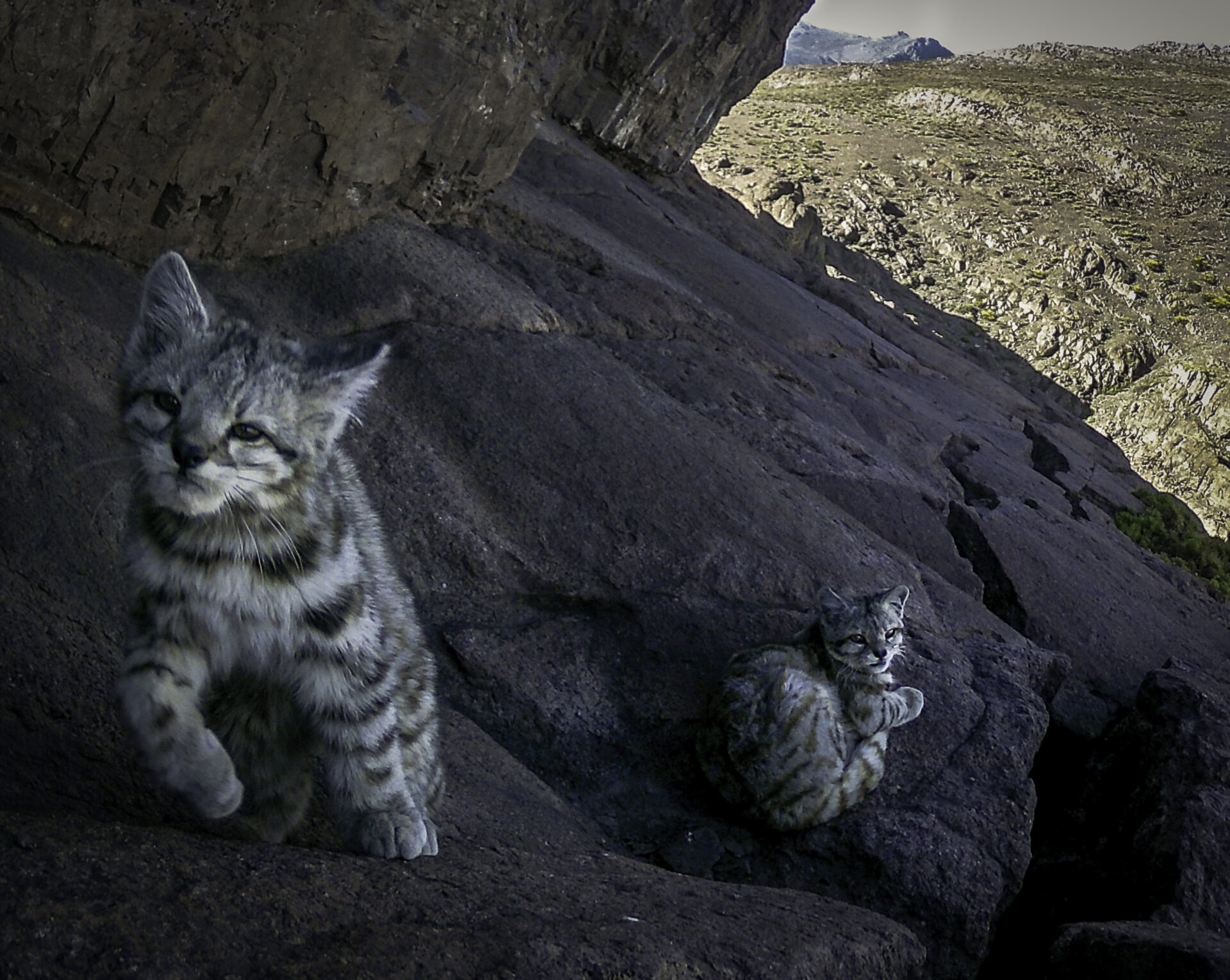 ¡Gran hallazgo! Comparten el primer registro de gato andino y su cría en la cordillera de la Costa