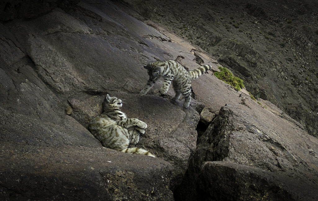 Gato andino y su cría en la cordillera del Melón. Créditos: Felinos Cerro Caqui.