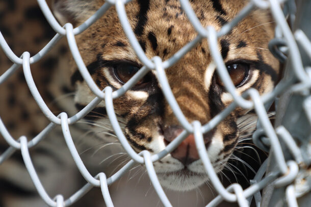Barto, un ocelote rescatado en Cali, Colombia, que tendrá que permanecer el resto de su vida en cautiverio. Foto: Santiago Wills