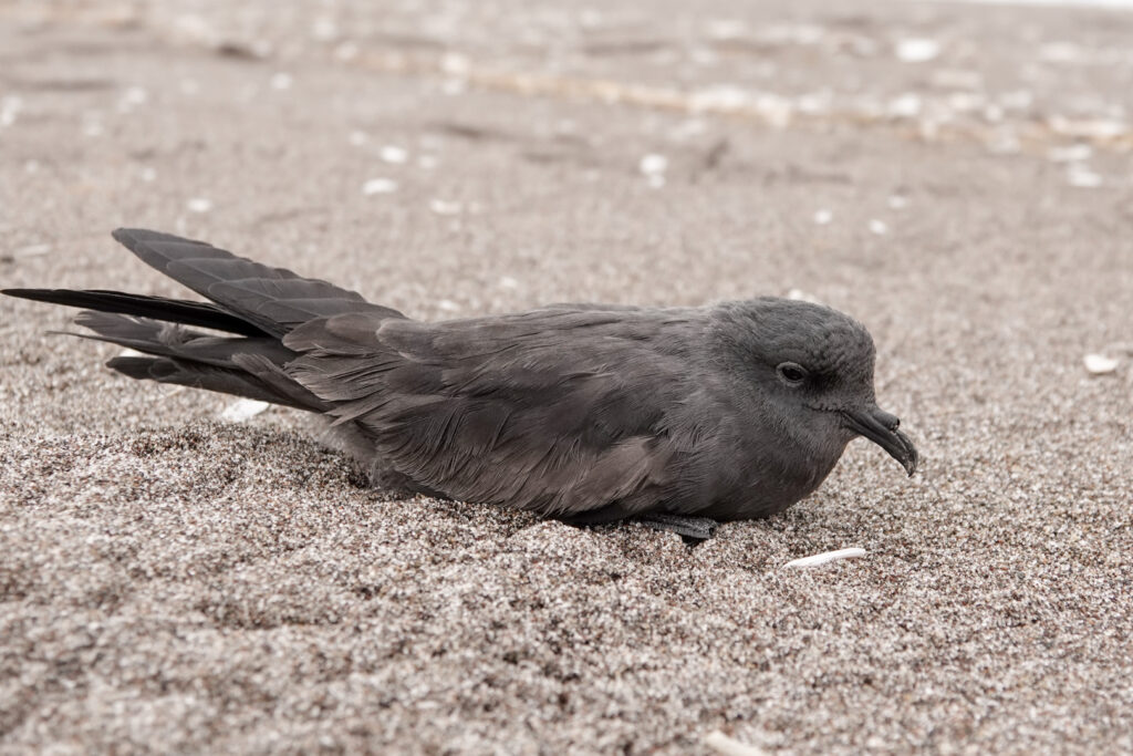 Golondrina de mar negra. Créditos: Benjamín Gallardo