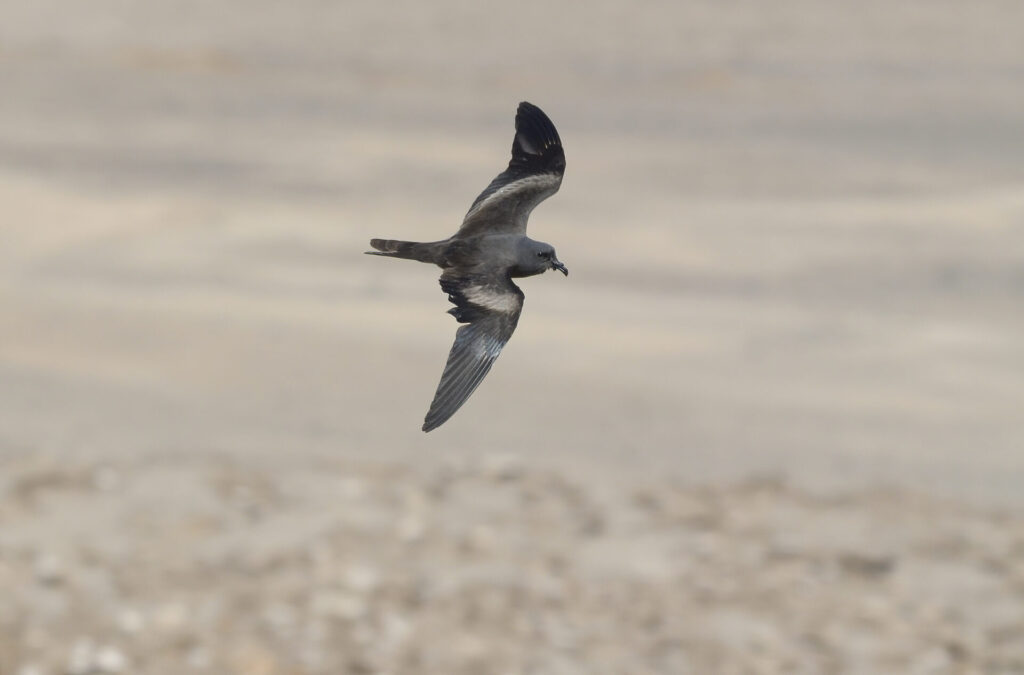 Golondrina de mar negra (vuelo). Créditos: Pablo Gutiérrez Maier