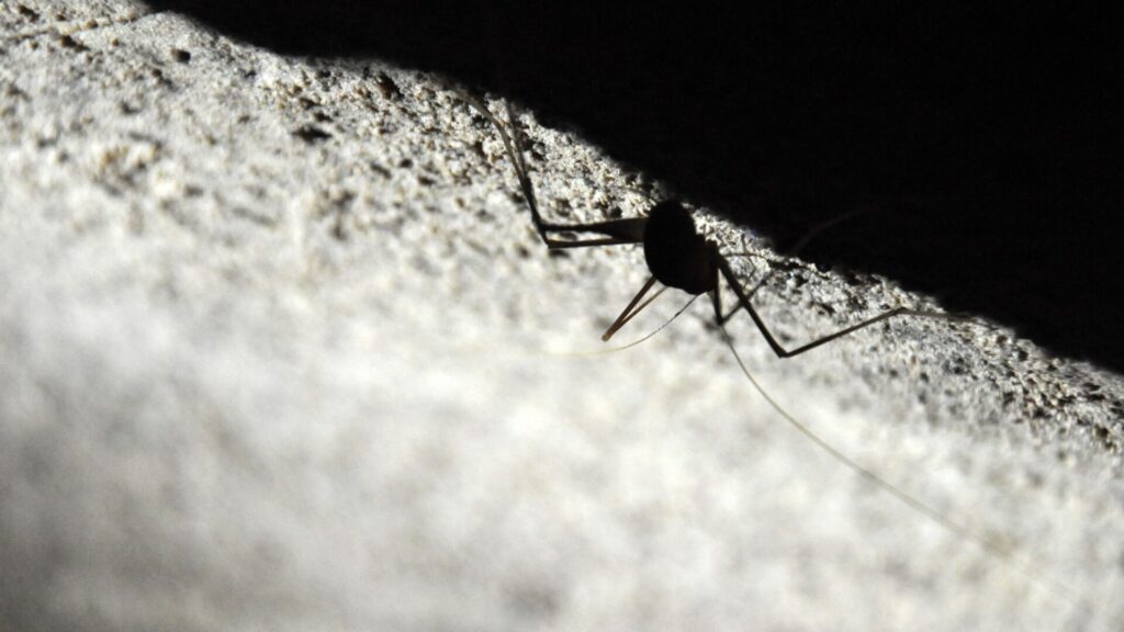 Grillo de las cavernas (Rhaphidophoridae).Créditos: SAGI-ILTUS