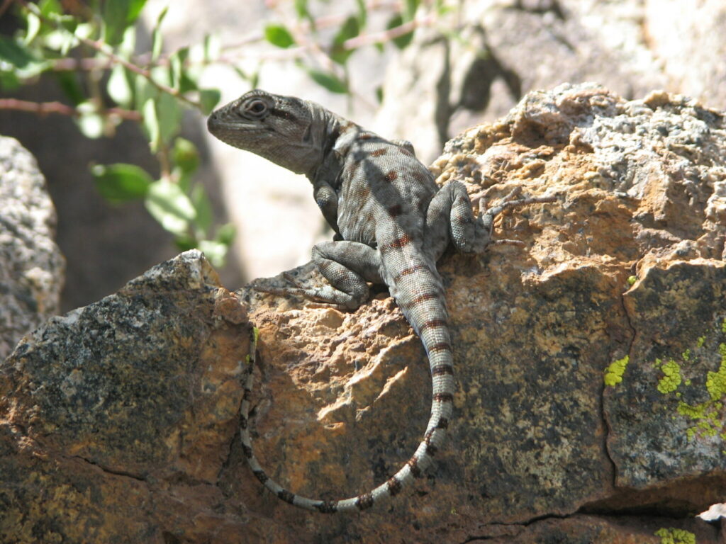 Gruñidor de Alvaro (Pristidactylus alvaroi). Créditos: César Ormazabal