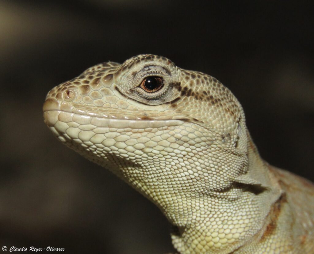 Gruñidor de Alvaro (Pristidactylus alvaroi). Créditos: Claudio Reyes-Olivares
