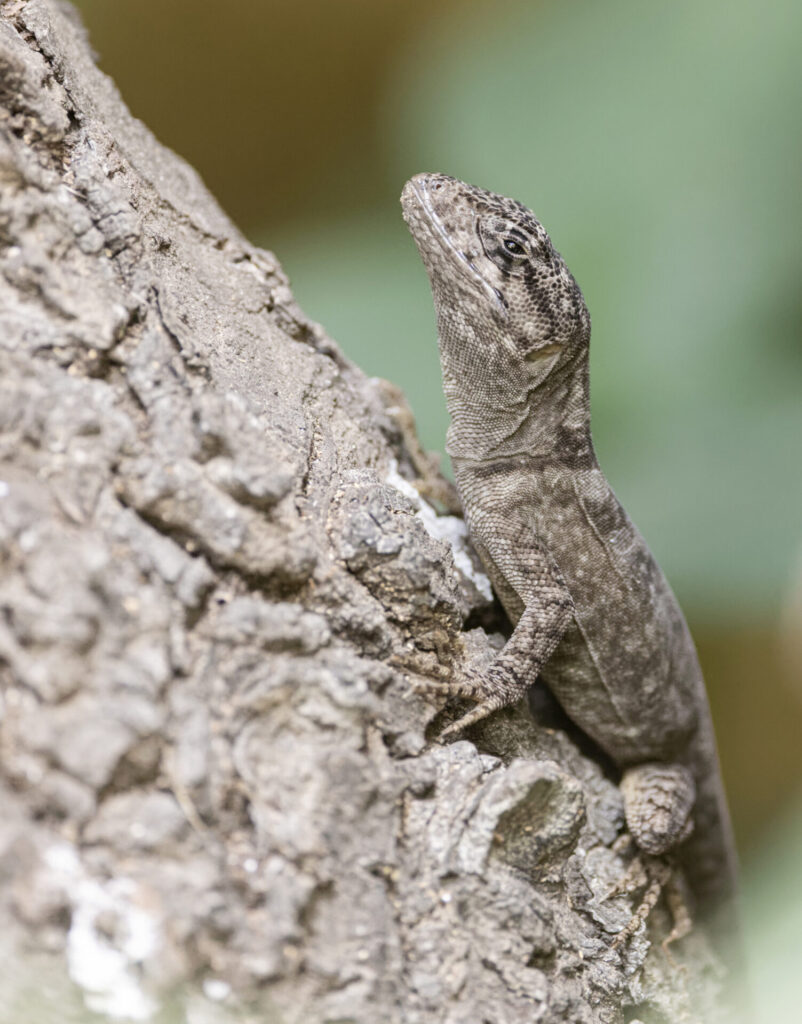 Gruñidor de Alvaro (Pristidactylus alvaroi). Créditos: Damien Esquerre