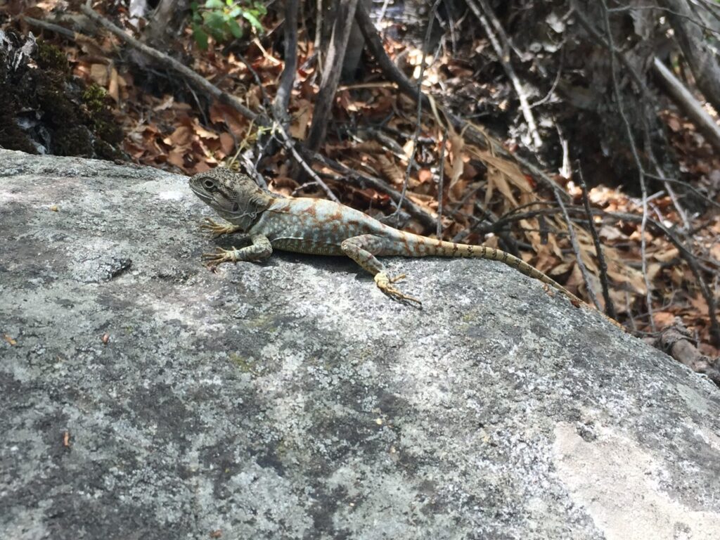 Gruñidor de Alvaro (Pristidactylus alvaroi). Créditos: Marta Mora