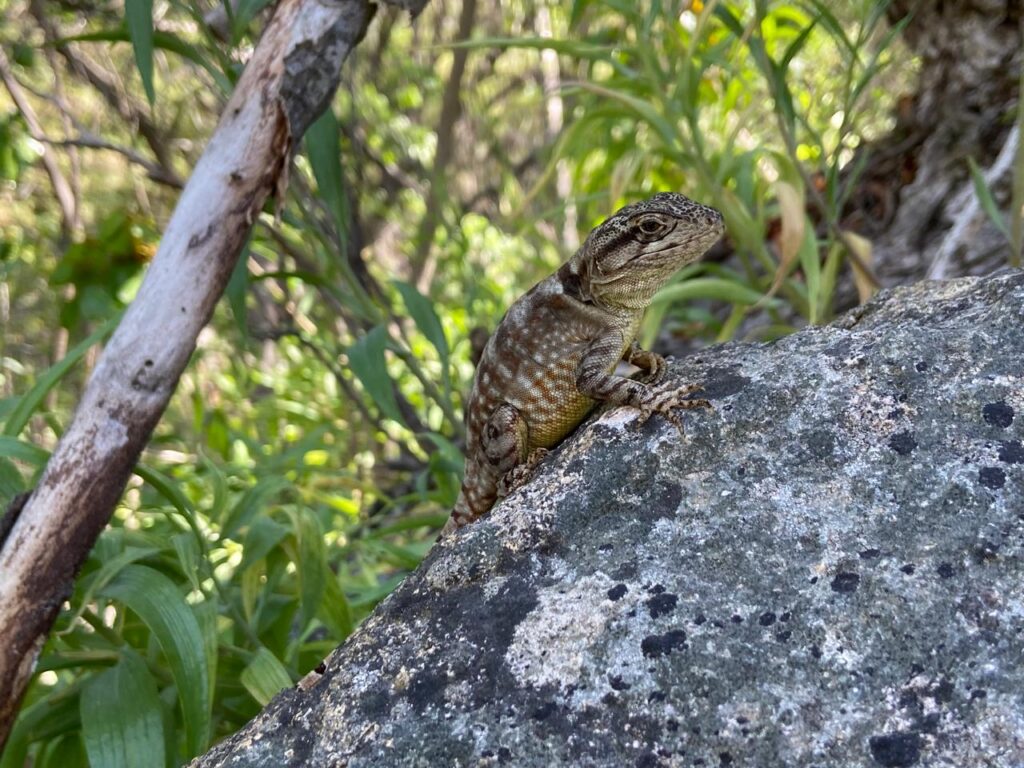 Gruñidor de Alvaro (Pristidactylus alvaroi). Créditos: Marta Mora