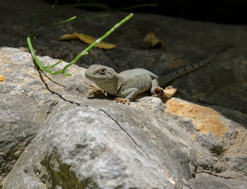 Gruñidor de Alvaro (Pristidactylus alvaroi). Créditos: Matías Saa