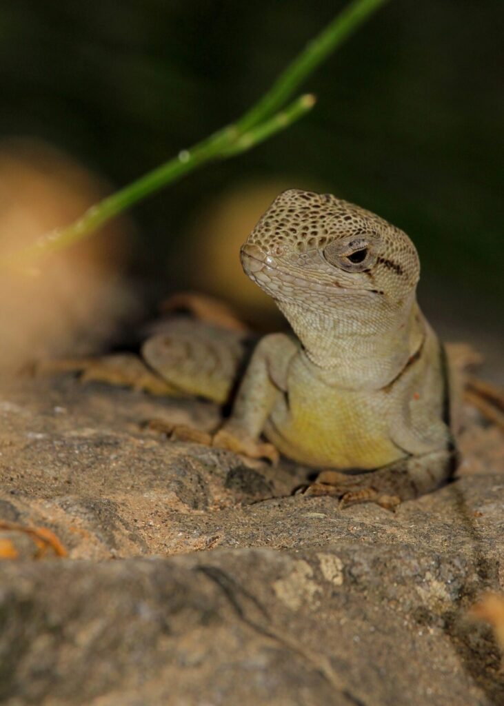 Gruñidor de Alvaro (Pristidactylus alvaroi). Créditos: Matías Saa