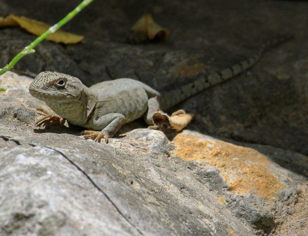 Gruñidor de Alvaro (Pristidactylus alvaroi). Créditos: Matías Saa