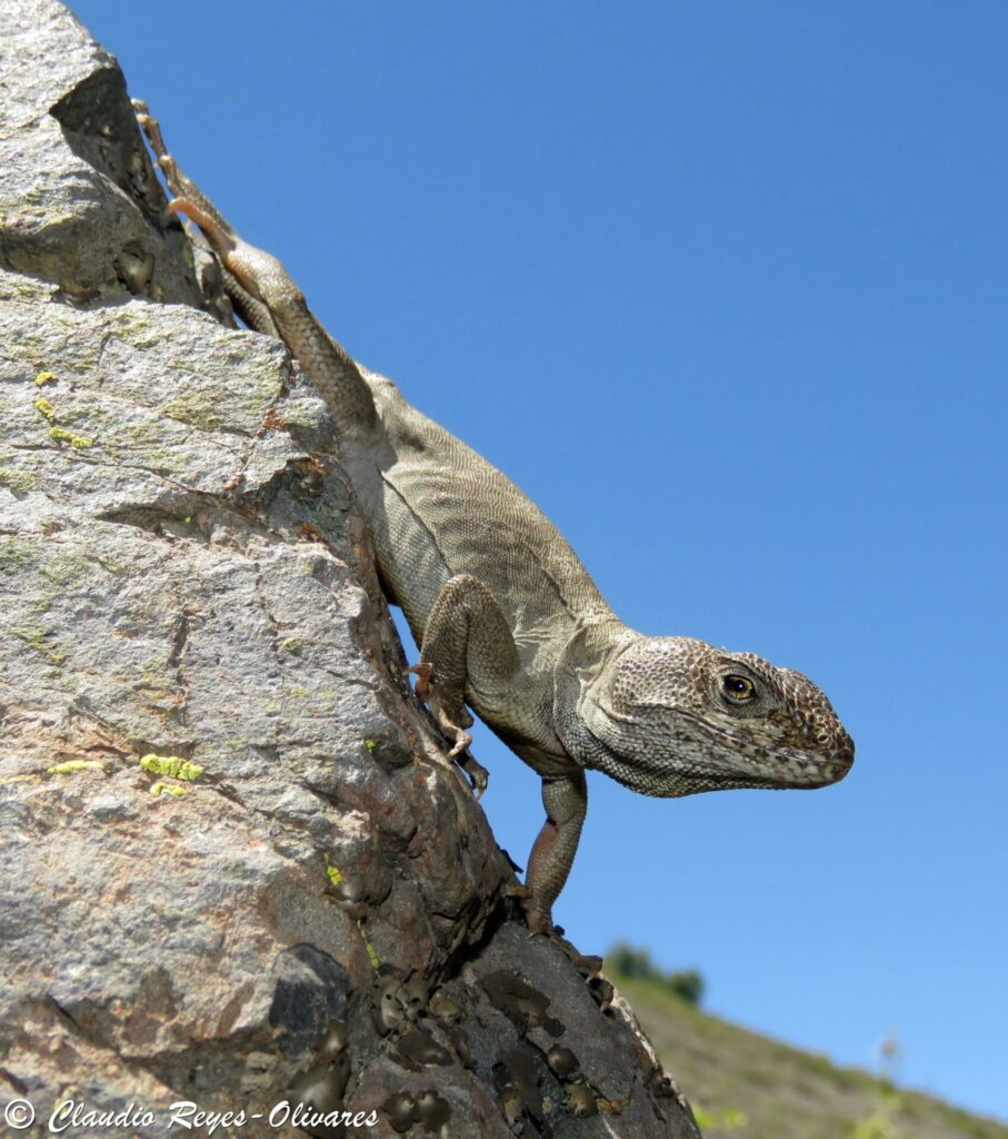 Gruñidor de El Volcán (Pristidactylus volcanensis). Créditos: Claudio Reyes-Olivares