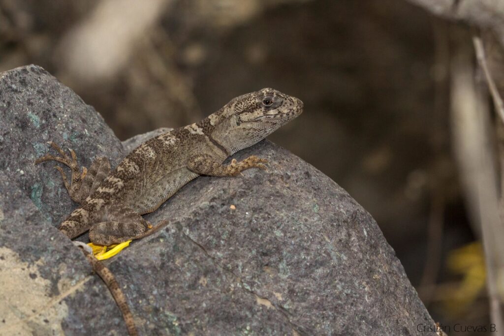 Gruñidor de El Volcán (Pristidactylus volcanensis). Créditos: Cristian Cuevas