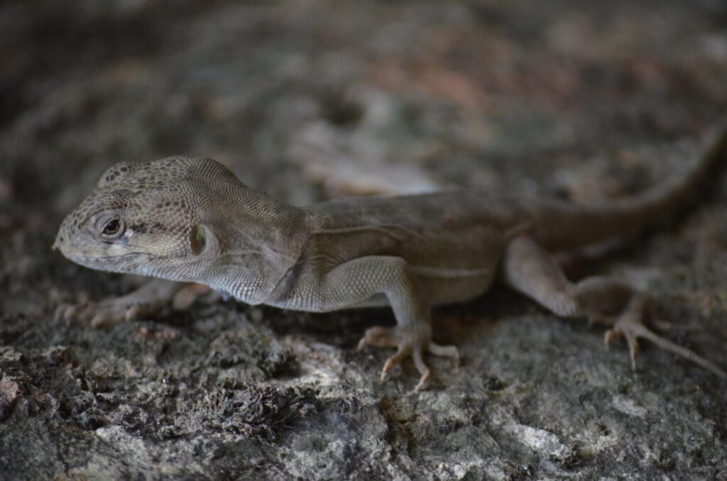 Gruñidor de El Volcán (Pristidactylus volcanensis). Créditos: Iván Vargas