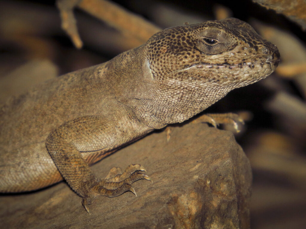 Gruñidor de El Volcán (Pristidactylus volcanensis). Créditos: @herpetomas - INaturalist