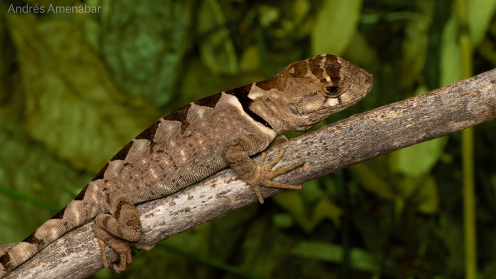 Grunidor del Sur (Pristidactylus torquatus). Créditos: Andrés Amenabar