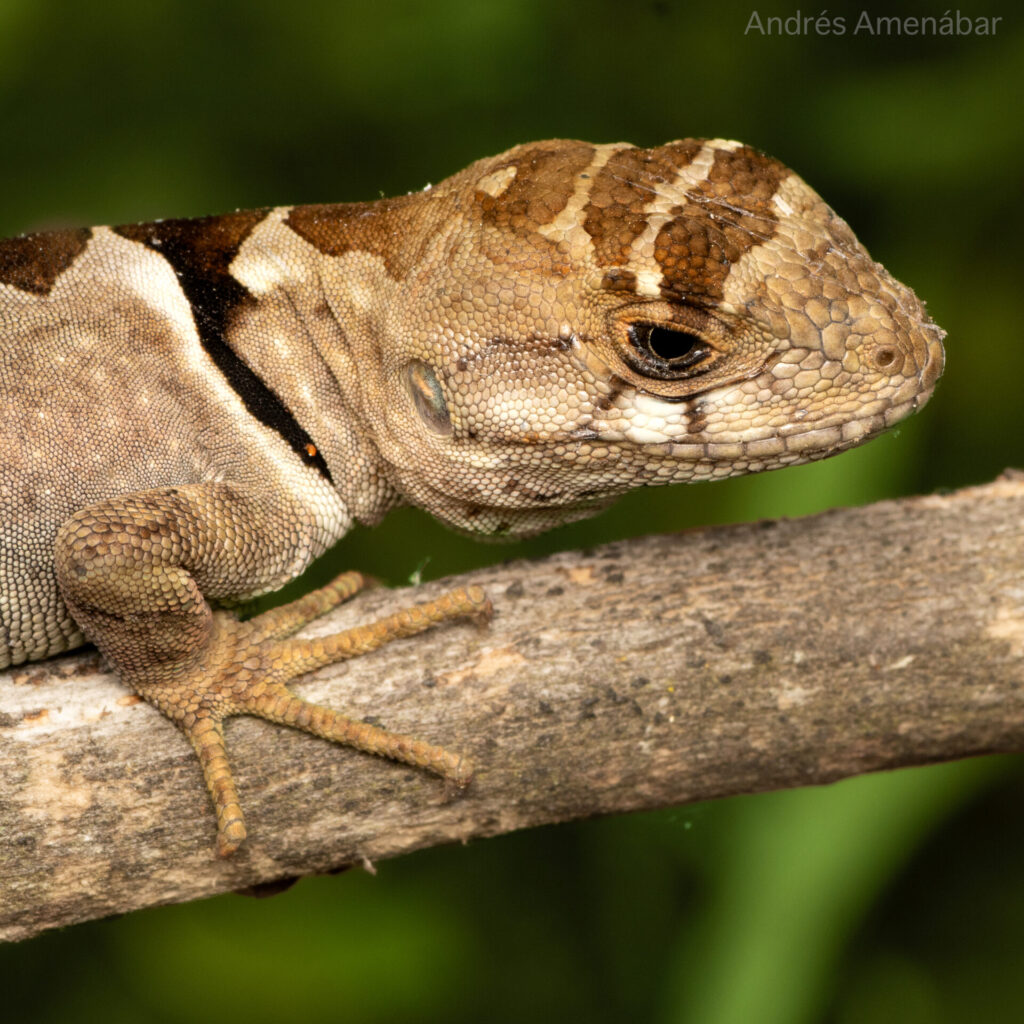 Grunidor del Sur (Pristidactylus torquatus). Créditos: Andrés Amenabar