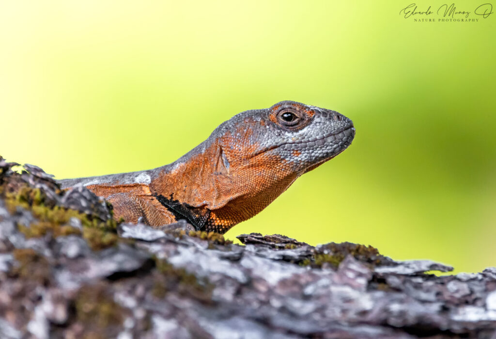 Grunidor del Sur (Pristidactylus torquatus). Créditos: Eduardo Muñoz @eduardomunozphotography