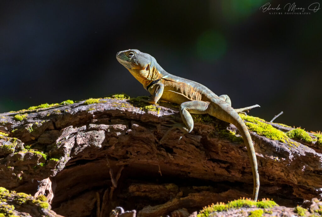 Grunidor del Sur (Pristidactylus torquatus). Créditos: Eduardo Muñoz @eduardomunozphotography