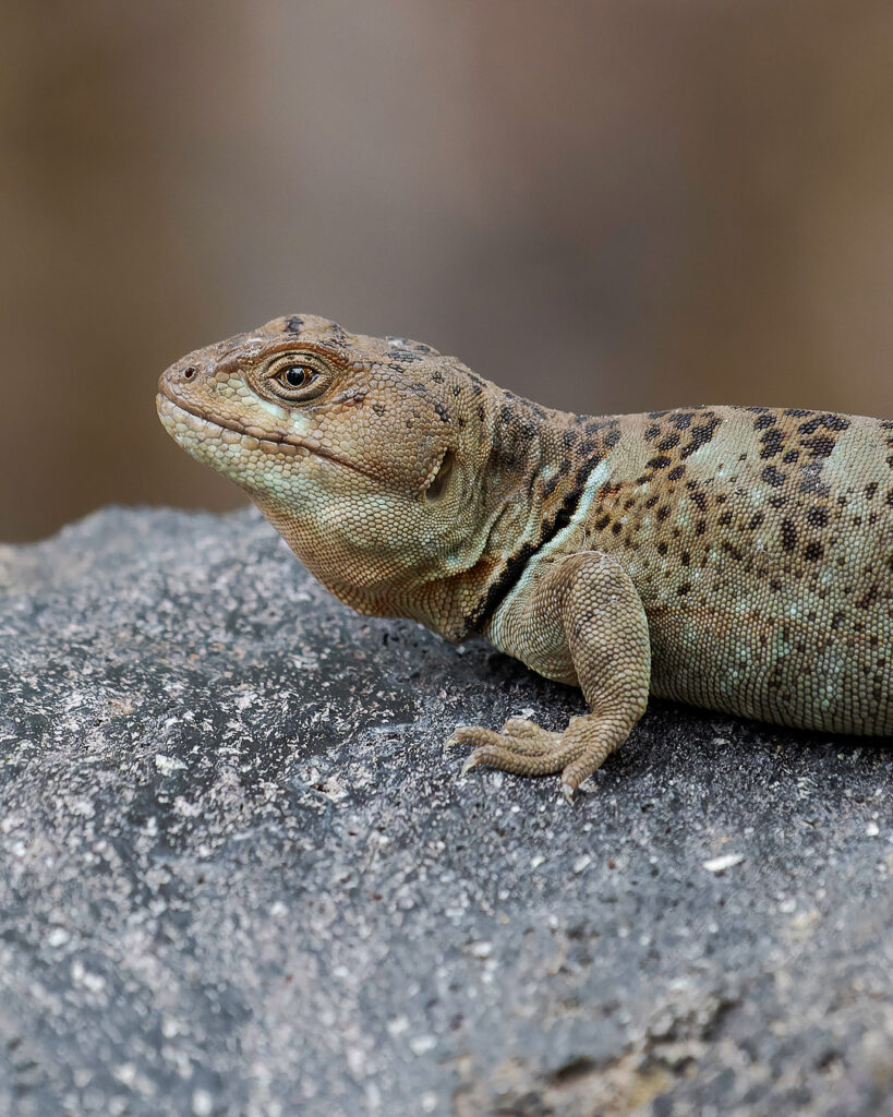 Grunidor del Sur (Pristidactylus torquatus). Créditos: Felipe Jara