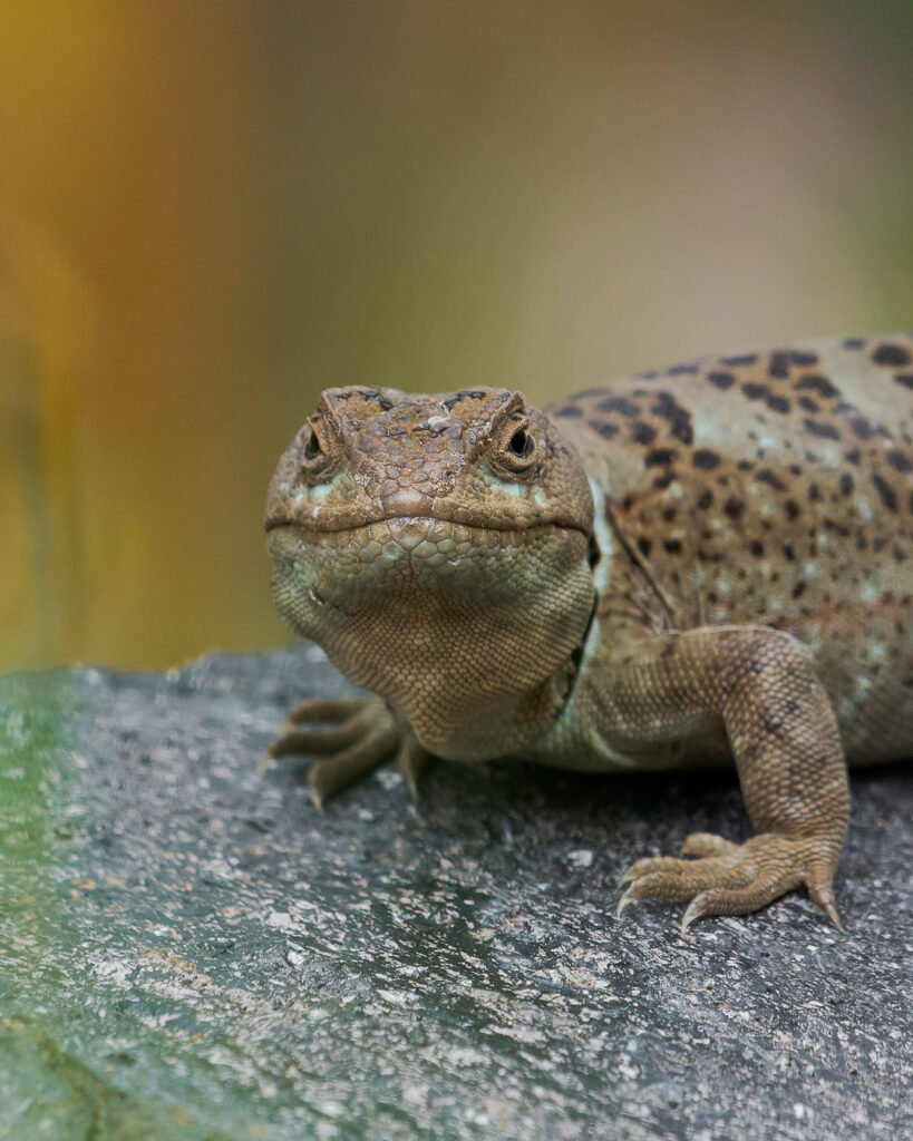 Grunidor del Sur (Pristidactylus torquatus). Créditos: Felipe Jara